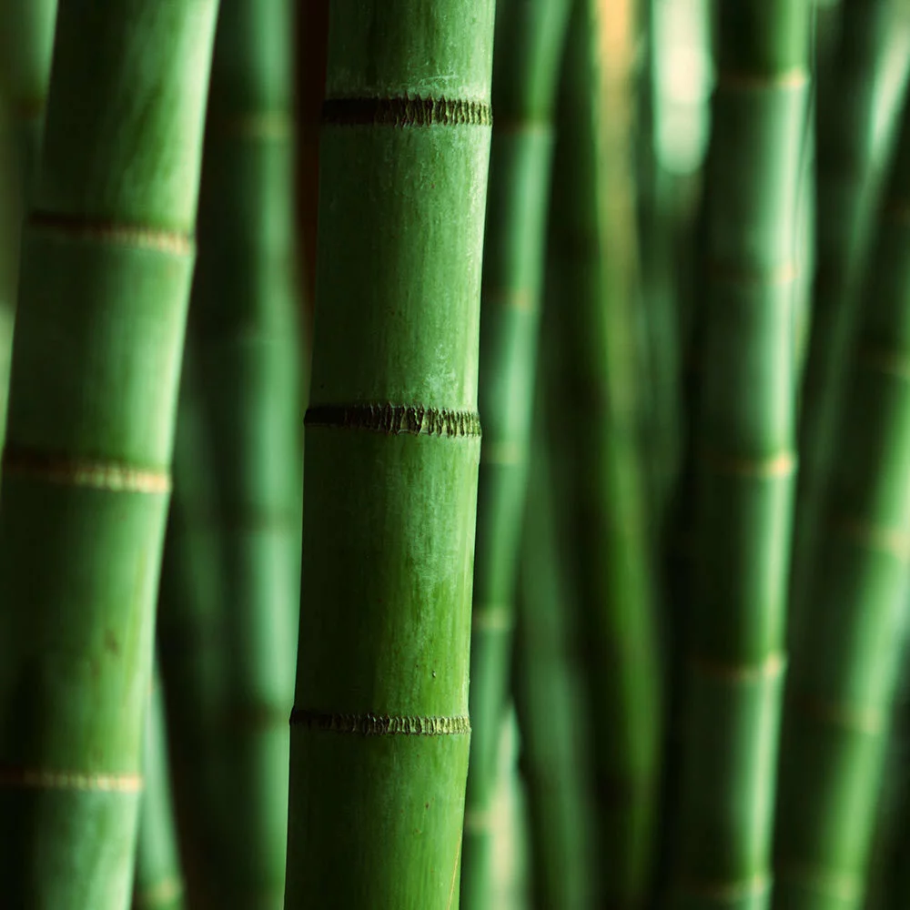 Wax Melts - Himalayan Bamboo